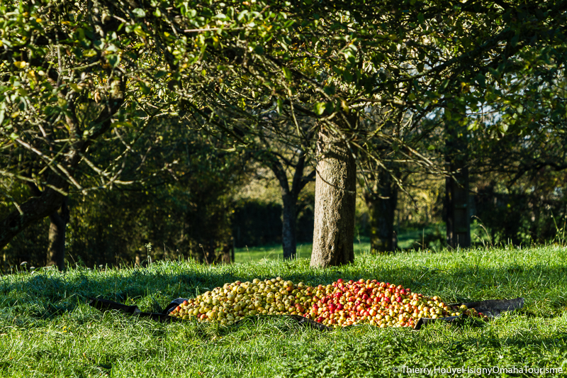   pommier©Thierry Houyel-vallee aure-17 