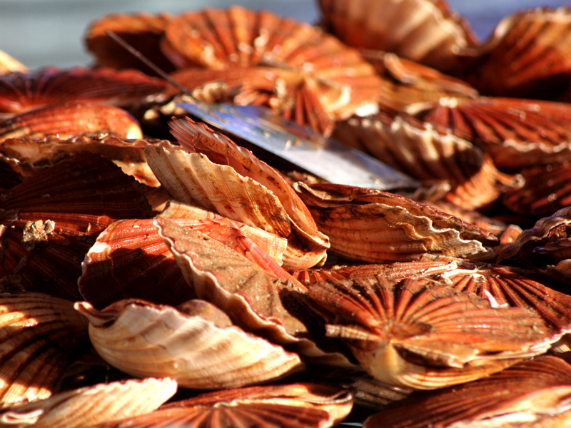 Fête de la Coquille, des produits de la Mer et de la Gastronomie Du 23 au 24 nov 2024