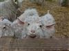   GrangeAuMohair-2 