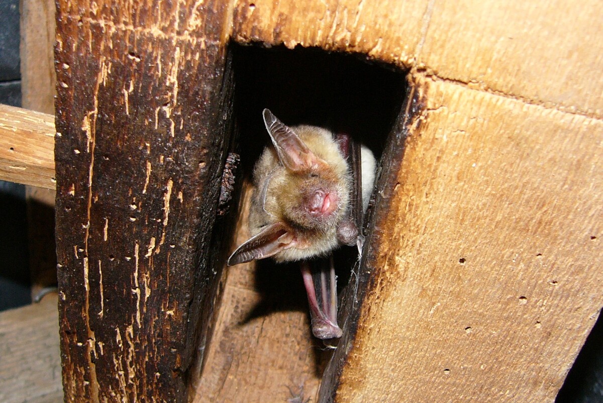   Grand murin, Myotis myotis 