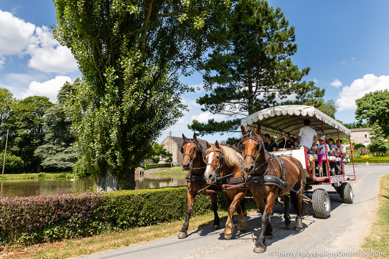   balade attelage Isigny-omaha©Thierry Houyel-attelage foret-19 