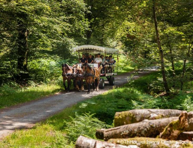 -Thierry-Houyel-attelage-foret-7