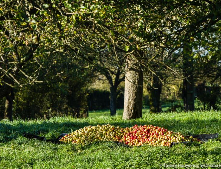 pommier©Thierry Houyel-vallee aure-17