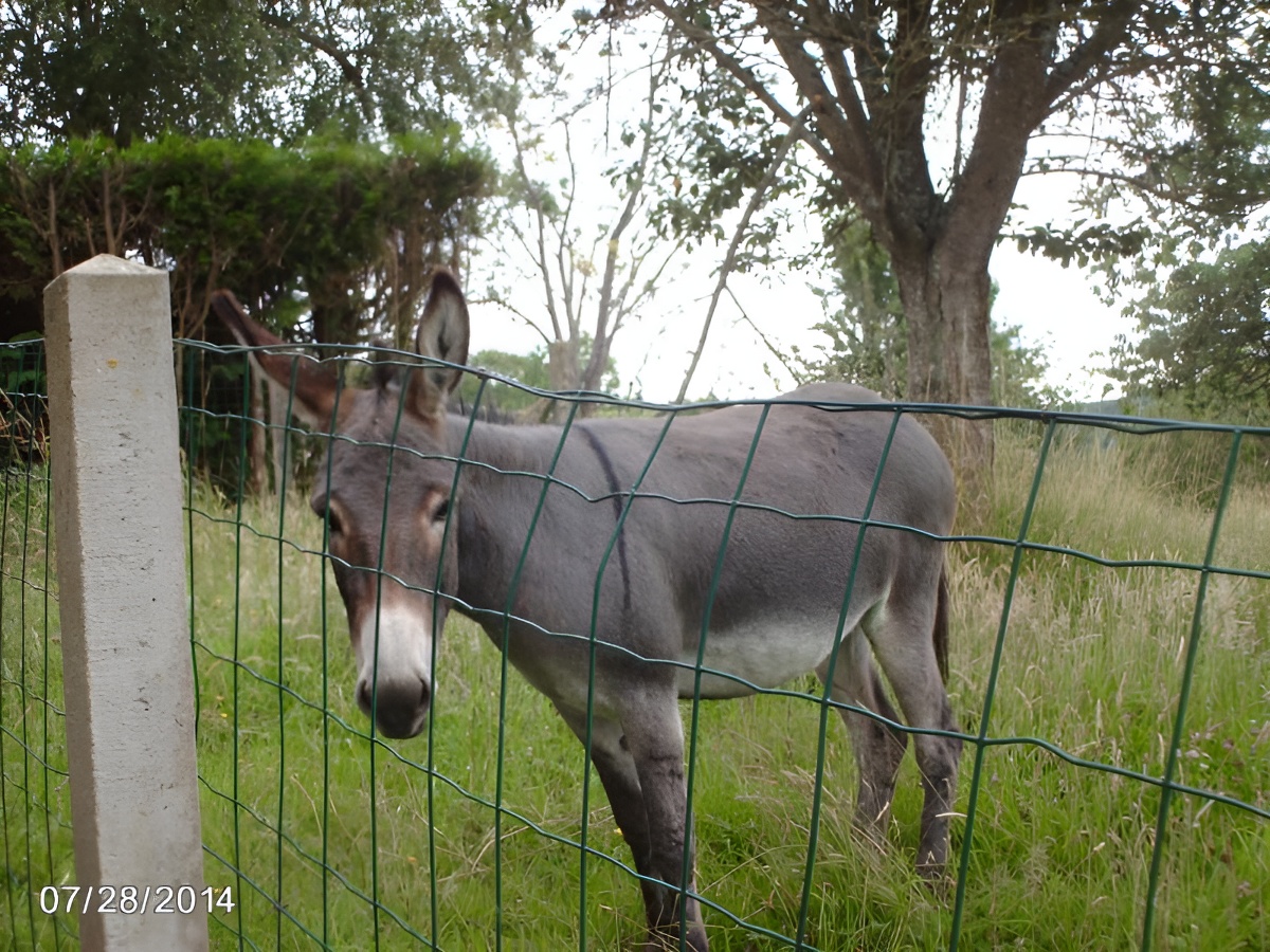 1259-10 - ©PENNEDEPIE 1259-10 - ©PENNEDEPIE