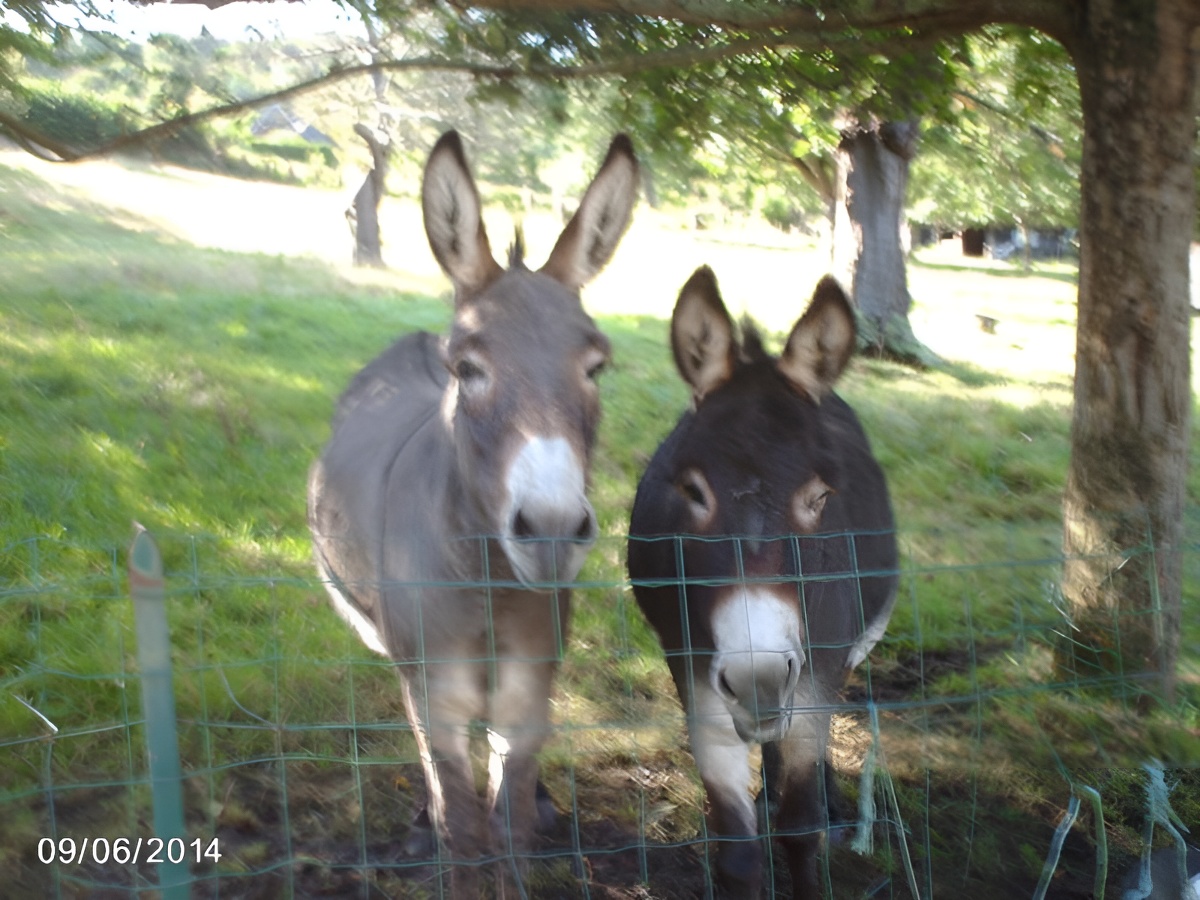 1259-11 - ©PENNEDEPIE 1259-11 - ©PENNEDEPIE