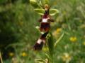 14_05-25_Ophrys_mouche
