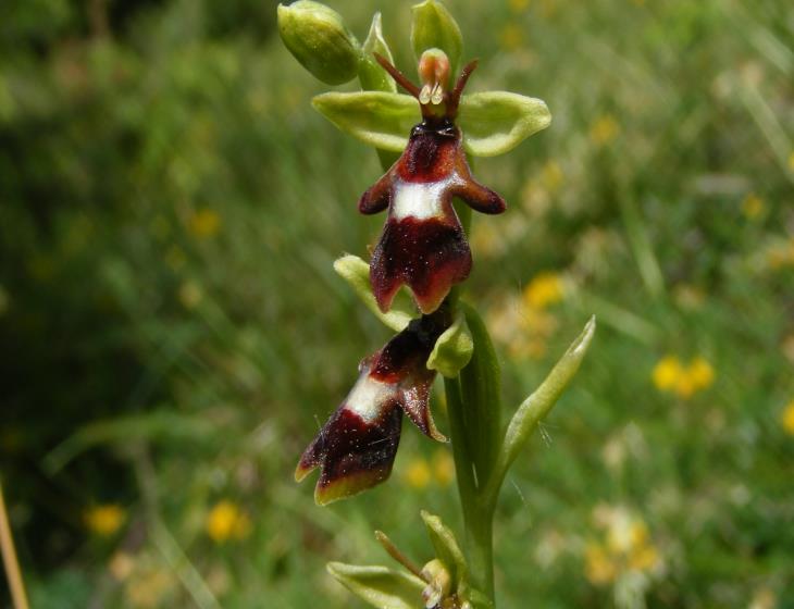 14_05-25_Ophrys_mouche