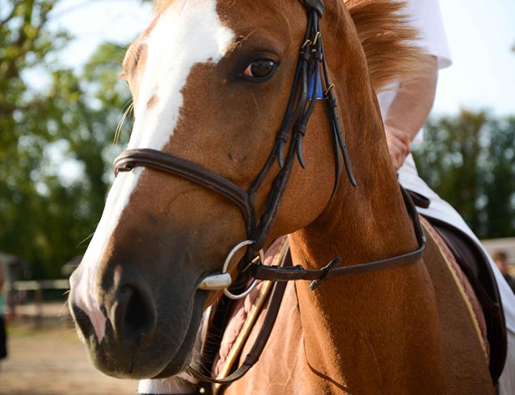 2014.08.02-03 24h du cheval © Naïade Plante 800x600