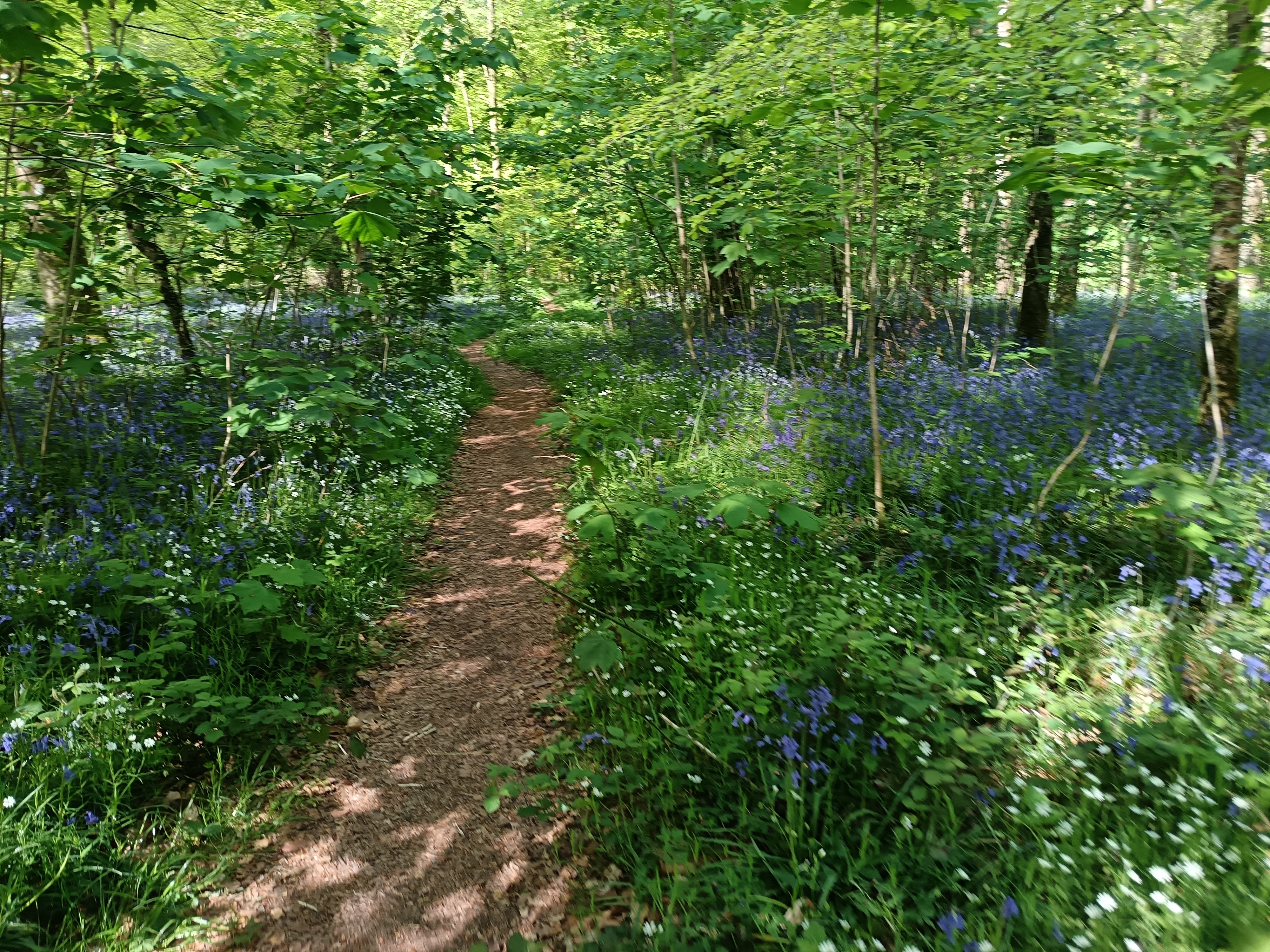 2025-printemps-foret_cerisy3