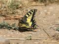 Machaon