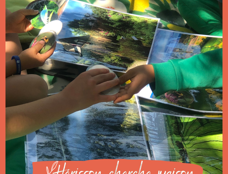 Hérisson cherche maison