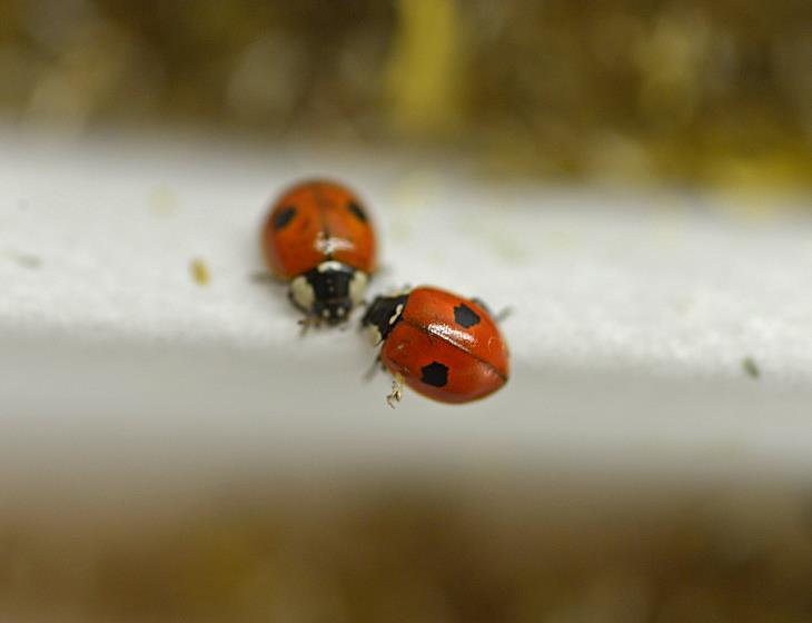 8926-Jardin_des_plantes__distribution_de_coccinelles-Francois_DECAENS___Ville_de_Caen