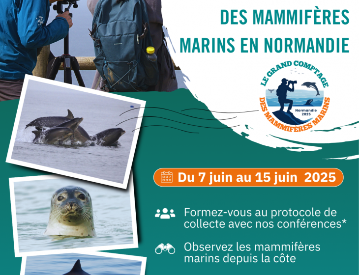 Le Grand Comptage des Mammifères Marins en Normandie 2025