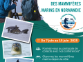 Le Grand Comptage des Mammifères Marins en Normandie 2025