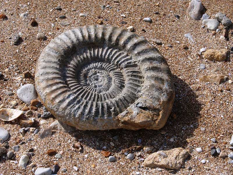 Ammonite - ©APVSM Ammonite - ©APVSM