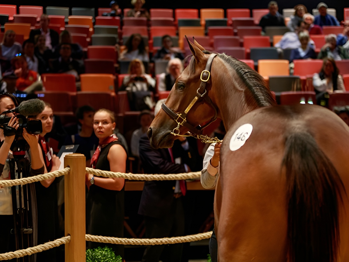 Vente store trotteur arqana