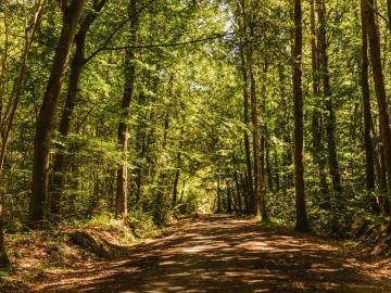 Balade_sous_les_arbres-Camille_Plichard_-_NCPA_tourisme-web
