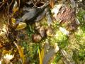 Bigorneaux-la-peche-a-pied-credit-jean-yves-jegourel