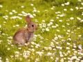 Bonjour Printemps - Didier Castelain - TIS