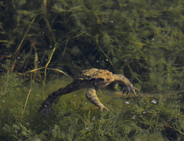 Bufo Bufo - Crapaud commun herbiers mare Platon Bernières 2015-02-27 [HDTV (1080)]