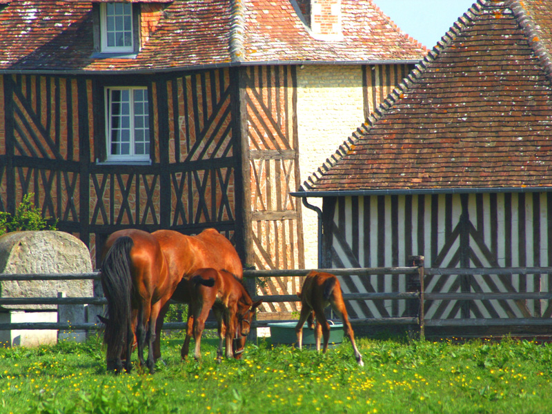 Chevaux du Haras d'Ecajeul, Le Mesnil Maugé - ©Calvados Tourisme Chevaux du Haras d'Ecajeul, Le Mesnil Maugé - ©Calvados Tourisme