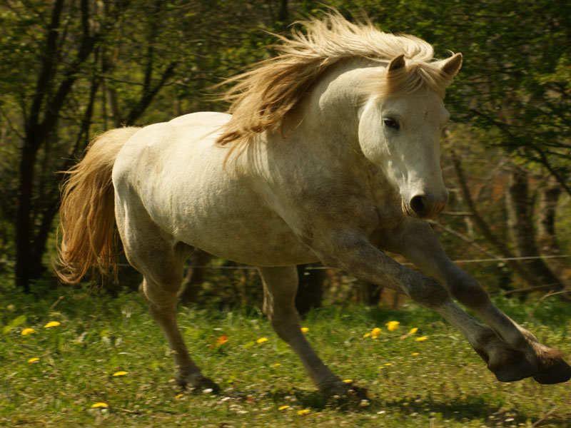 Camargue - ©A. Castillon Camargue - ©A. Castillon