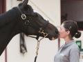 Cheval 50 - Ventes © Sandrine Boyer Engel