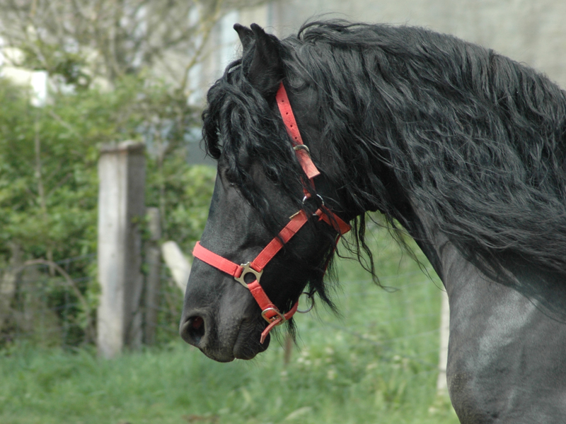 Cheval noir Calvados - ©Cherokee Equitation Loisirs Cheval noir Calvados - ©Cherokee Equitation Loisirs