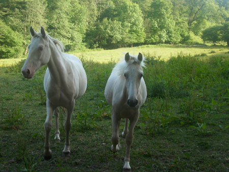 Chevaux et poneys - ©© La Cour Coeuret Chevaux et poneys - ©© La Cour Coeuret