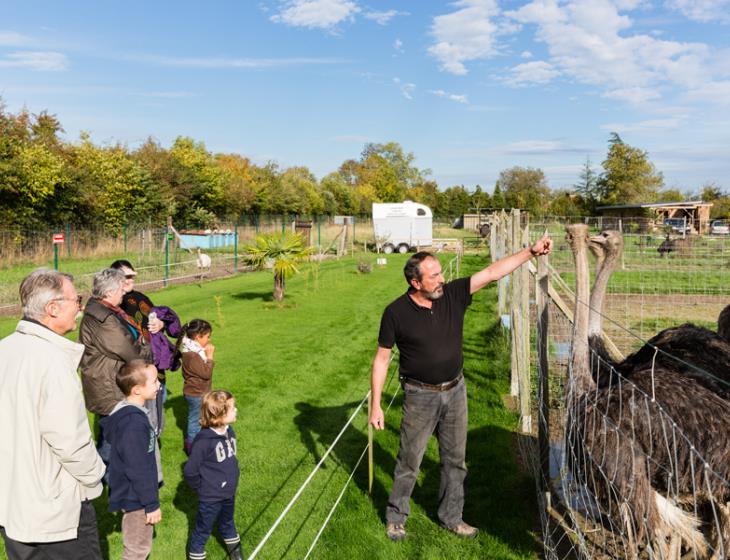 Le Clos des ratites à Saint Pierre de Mailloc, près de Lisieux