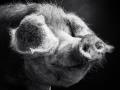Cochon de Bayeux - crédit photo Nicolas Broquedis (3)
