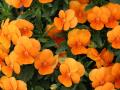 Découverte plantes comestibles
