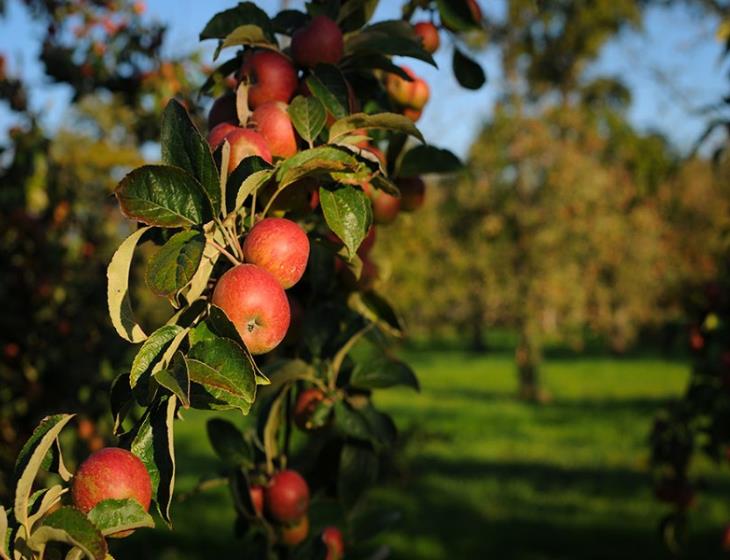 Domaine Dupont - Branche de pommier avec pommes mûres