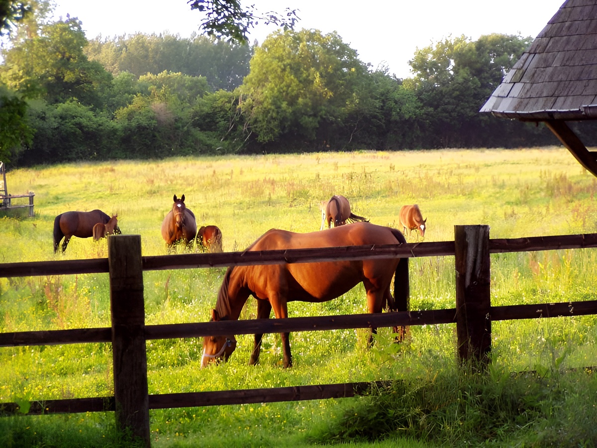 Domaine de la Cour au Grip - Repentigny - vue sur chevaux - ©Domaine de la Cour au Grip - Repentigny Domaine de la Cour au Grip - Repentigny - vue sur chevaux - ©Domaine de la Cour au Grip - Repentigny