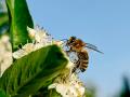 Expositions sur les pollinisateurs