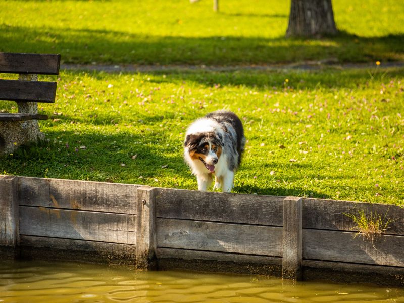 Chien