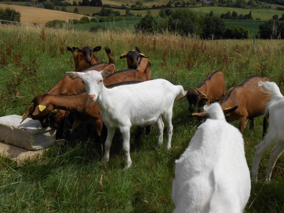 Ferme De La Biquetiere Goat Farm Calvados Tourisme