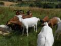 Ferme de la Biquetière à Tortisambert Chèvres dans le pré
