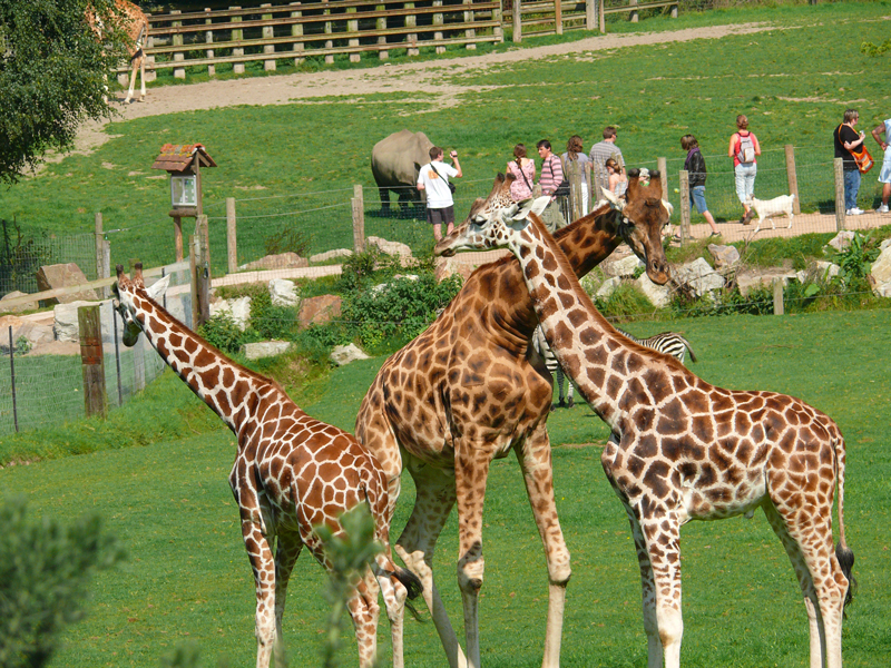 safari girafe cerza