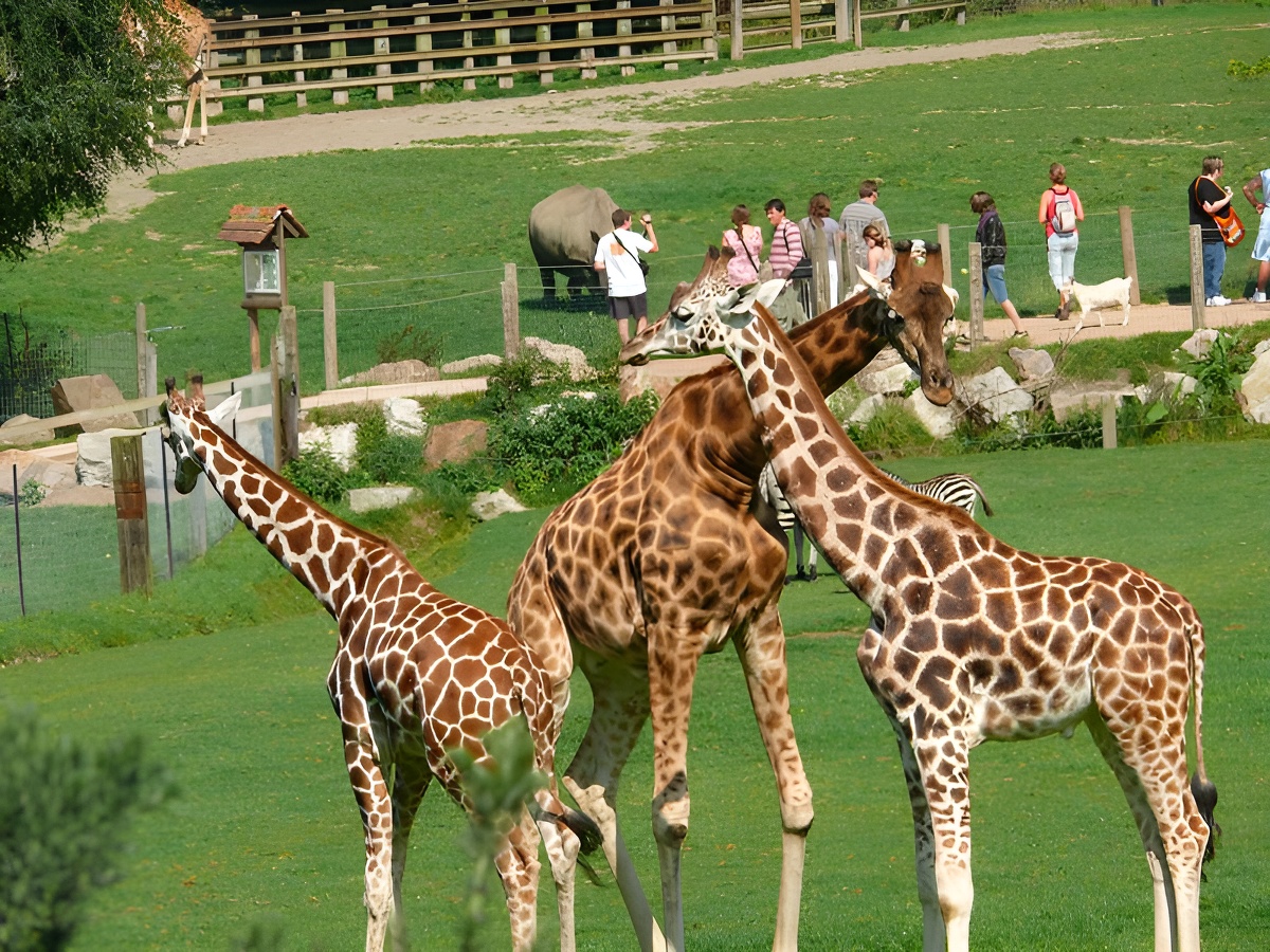 safari girafe cerza