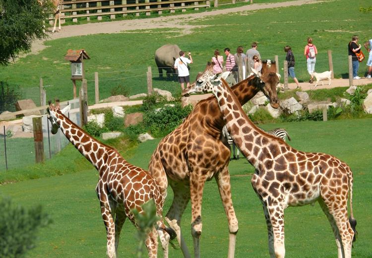 Girafes au parc Cerza près de Lisieux