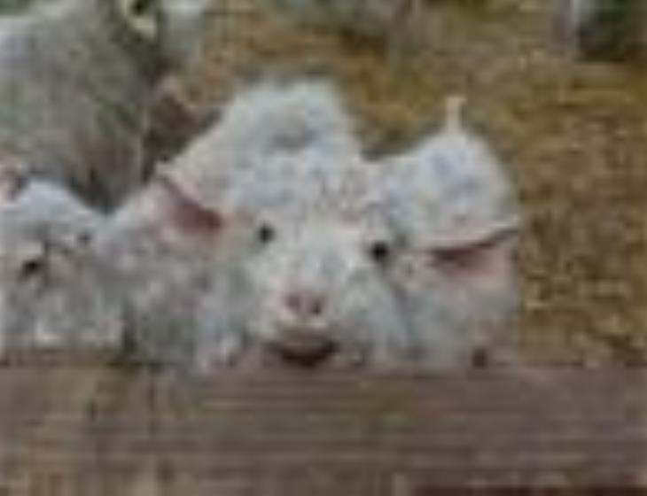 GrangeAuMohair-2