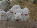 GrangeAuMohair-2