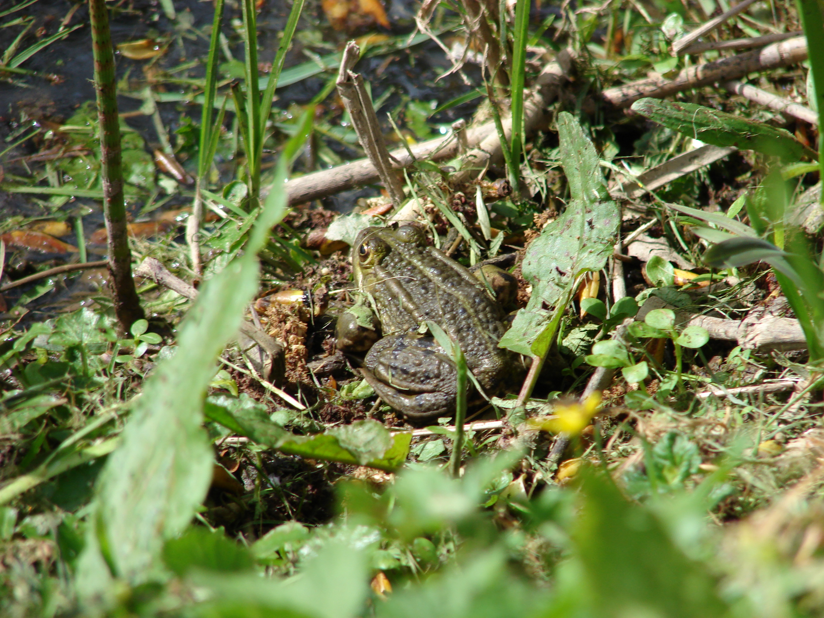   Grenouille verte-photo CF OTI IGI (3) 