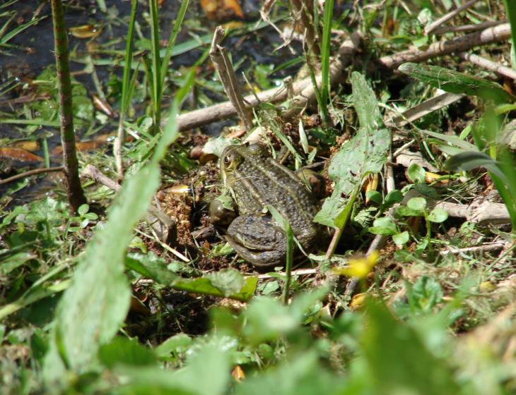 Grenouille verte-photo CF OTI IGI (3)