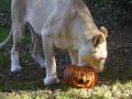 HALLOWEEN-AU-ZOO-DE-JURQUES-LE-REPAS-DES-LIONS-BLANCS