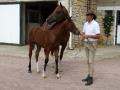 Haras d'écajeul ©Sdufour-Lisieux Normandie (1)
