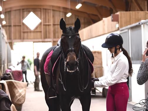 Haras-du-manoir-Proprietaire