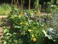 Jardin potager en permaculture