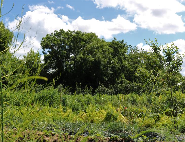 Visite de la forêt jardin de danub